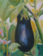 Eggplant